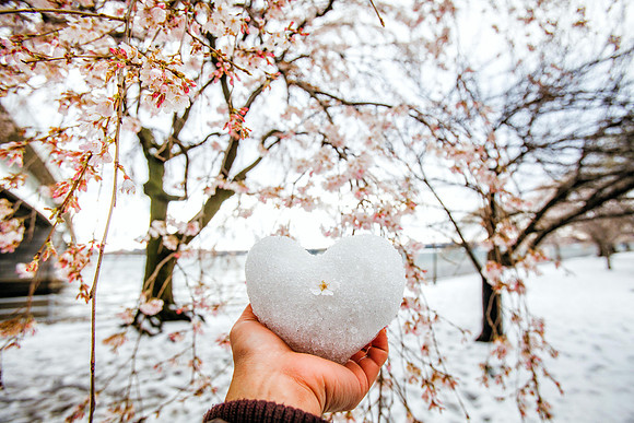 Love for Cherry Blossom (2017)