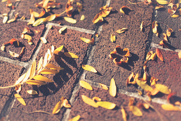 Autumn is a second spring when every leaf is a flower. (2014)